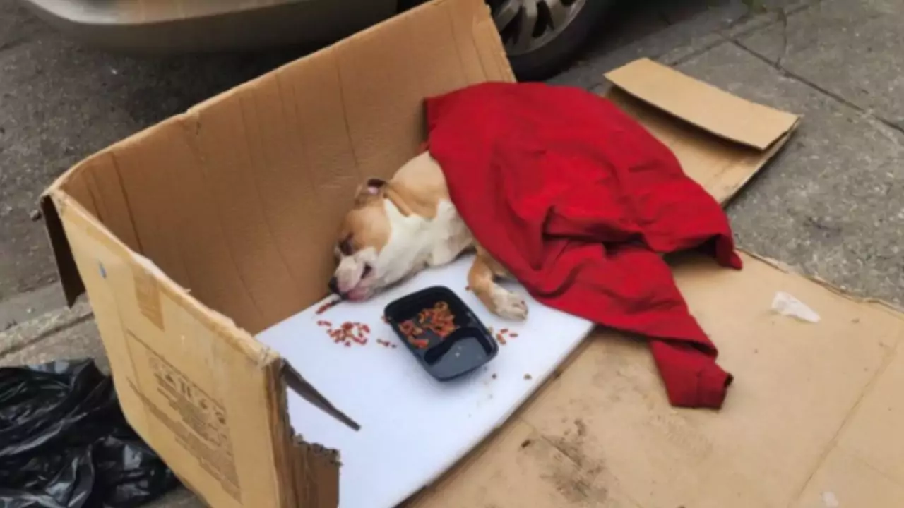 Intrappolato e paralizzato in un sacco, un pitbull è stato salvato da un operaio. Dopo cure e riabilitazione, oggi vive felice in una nuova famiglia.