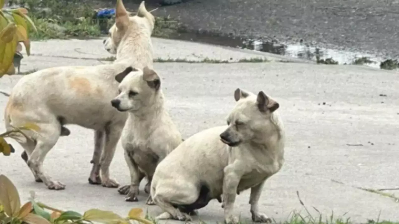 Abbandonati in una proprietà fatiscente, i tre fratellini hanno resistito insieme fino all’arrivo dei soccorsi. Ora sono al sicuro e pronti per una nuova vita.