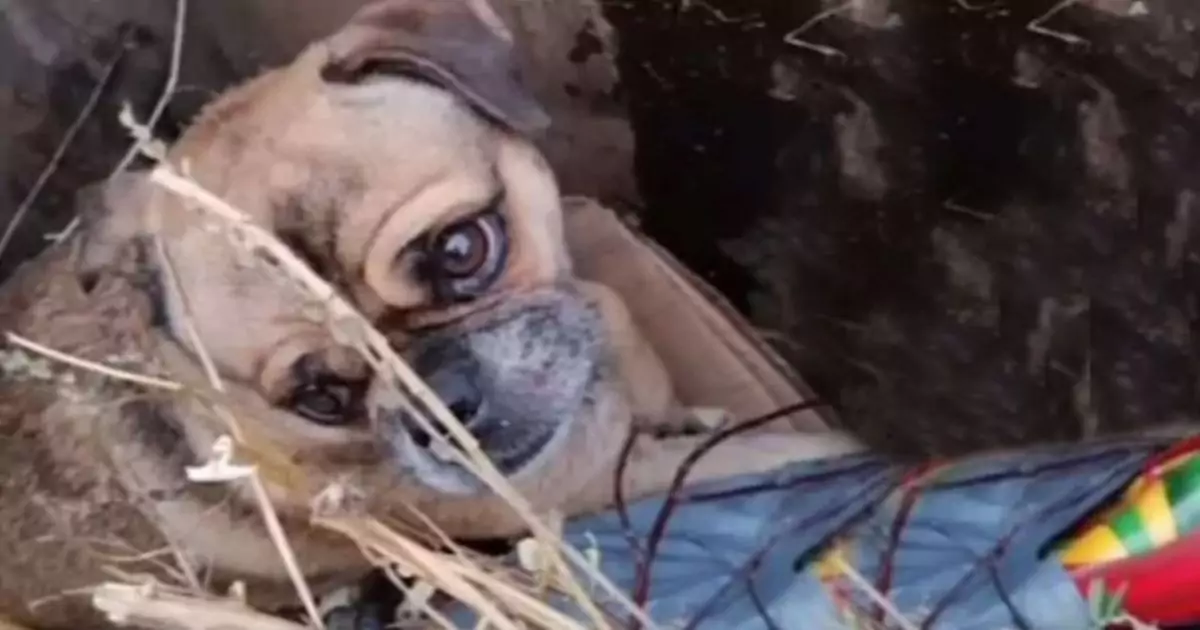 Considerato un rifiuto dal suo padrone malato, questo piccolo carlino è rinato grazie al coraggio dei volontari che gli hanno ridato dignità e amore.