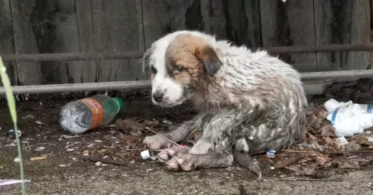 Solo e malato, un cucciolo tremava tra i rifiuti mentre tutti passavano oltre. Una donna ha deciso di fermarsi e con il suo gesto gli ha cambiato il destino.
