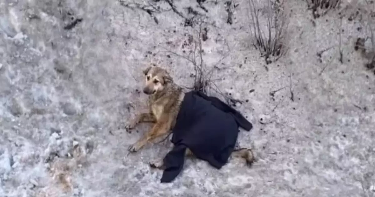 Lasciata morire dai suoi ex proprietari, Yusha è rinata grazie all’amore di una donna che l’ha salvata dalla strada e le ha ridato fiducia.