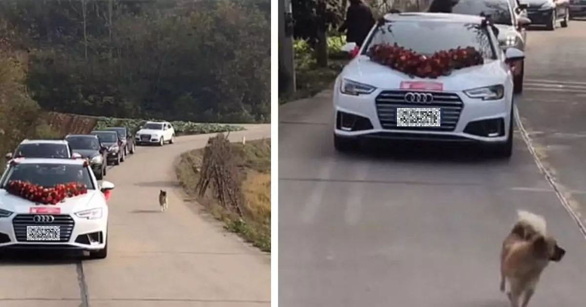 Dalla Cina arriva la storia di Fugui, il cagnolino che ha inseguito l’auto nuziale della sua padrona per 9 chilometri, spinto solo dall’amore e dalla lealtà.