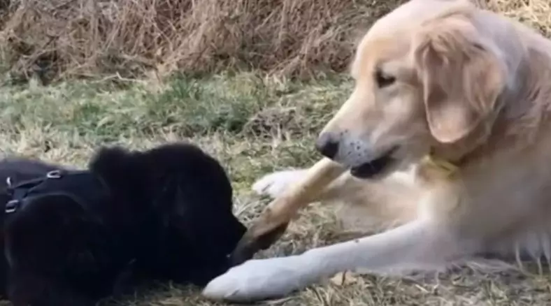 Un cagnolino anziano e un cucciolo si salutano per l’ultima volta in un momento straziante di amore e dolcezza. Il video ha emozionato migliaia di persone.