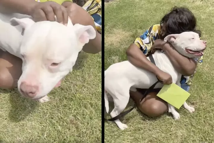 Il cagnolino Bentley era sparito nel 2020 a Memphis. Ritrovato tre anni dopo a Filadelfia, è tornato tra le braccia della sorella del suo padrone, ormai scomparso.
