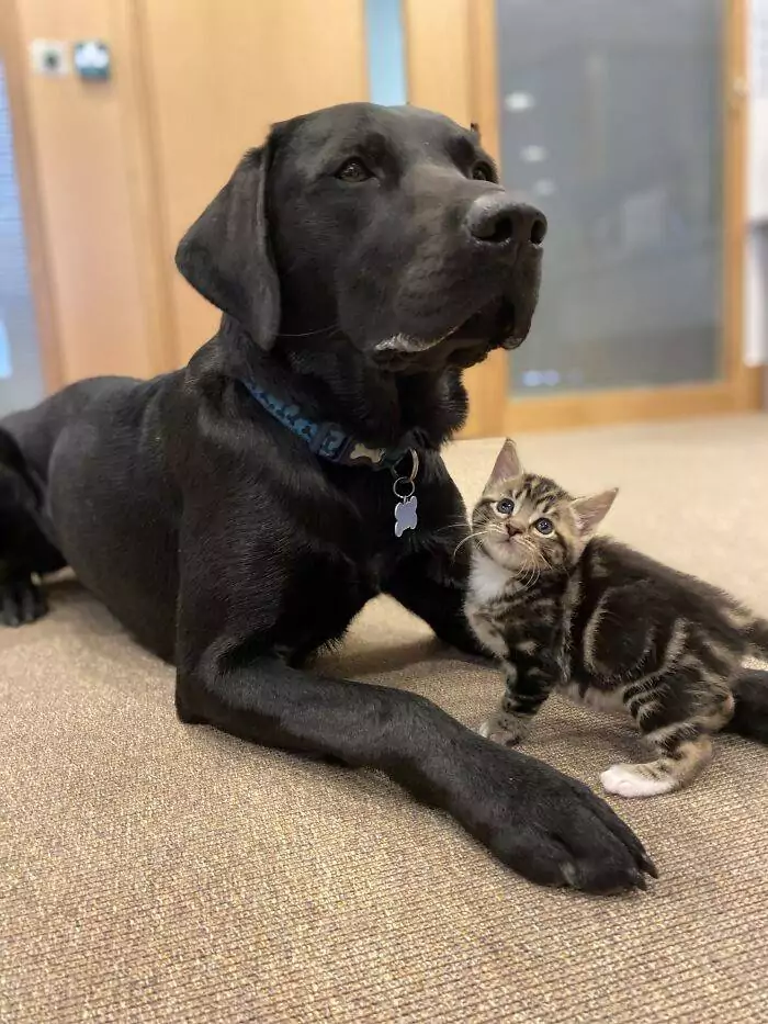 Nel rifugio di Battersea, vicino Londra, un dolce Labrador si è trasformato in un papà premuroso per sette gattini senza mamma, conquistando tutti con la sua tenerezza.