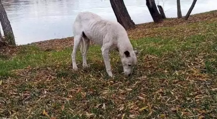 A Regina, in Patagonia, un cane anziano di nome Blanquito continua ad aspettare il suo padrone morto da mesi. Ora i volontari cercano una casa per lui.