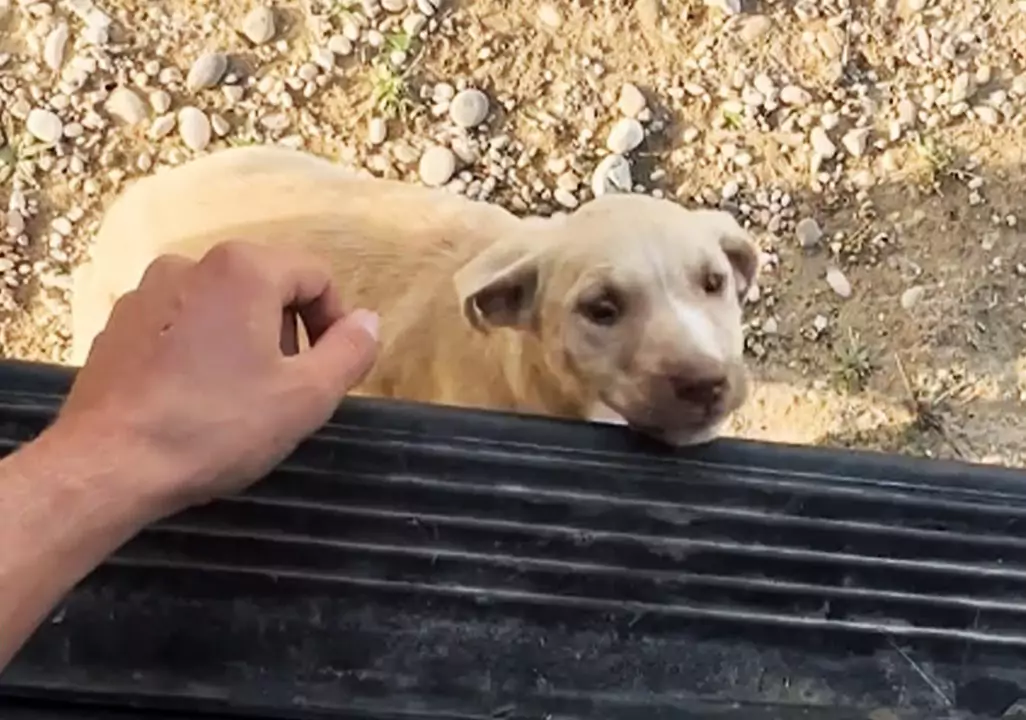 Durante un viaggio verso il Regno Unito, una coppia è stata “adottata” da un cucciolo randagio che ha deciso di unirsi a loro per sempre.