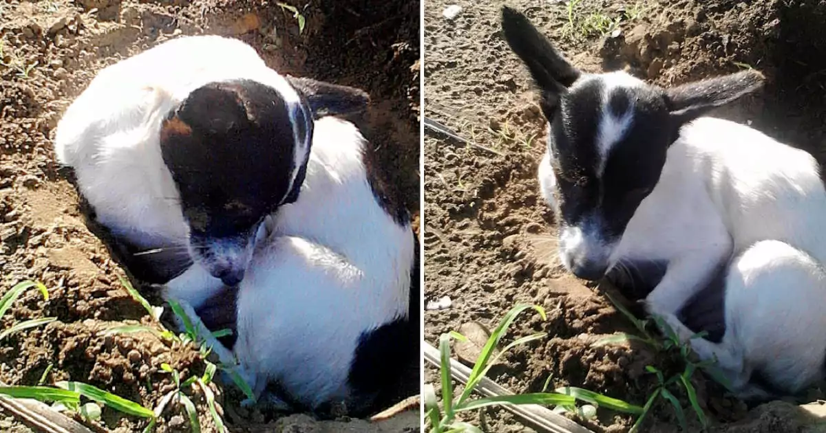 La storia di Bettie, mamma coraggiosa che ha scavato con le proprie zampe una buca per dare l’ultimo addio al suo cucciolo nato senza vita, ha emozionato il web.