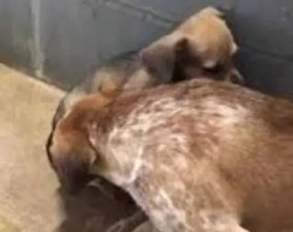 Abbandonate dopo il parto e destinate alla soppressione, Sadie e la piccola Benzy si sono salvate grazie a una donna dal cuore immenso.