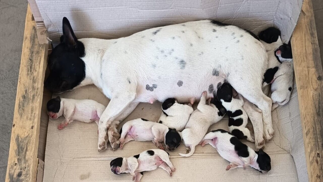 Una cagnolina abbandonata e i suoi cuccioli scoperti in una foresta. I soccorritori li salvano dopo ore di ricerca: per Amelia è l’inizio di una nuova vita.