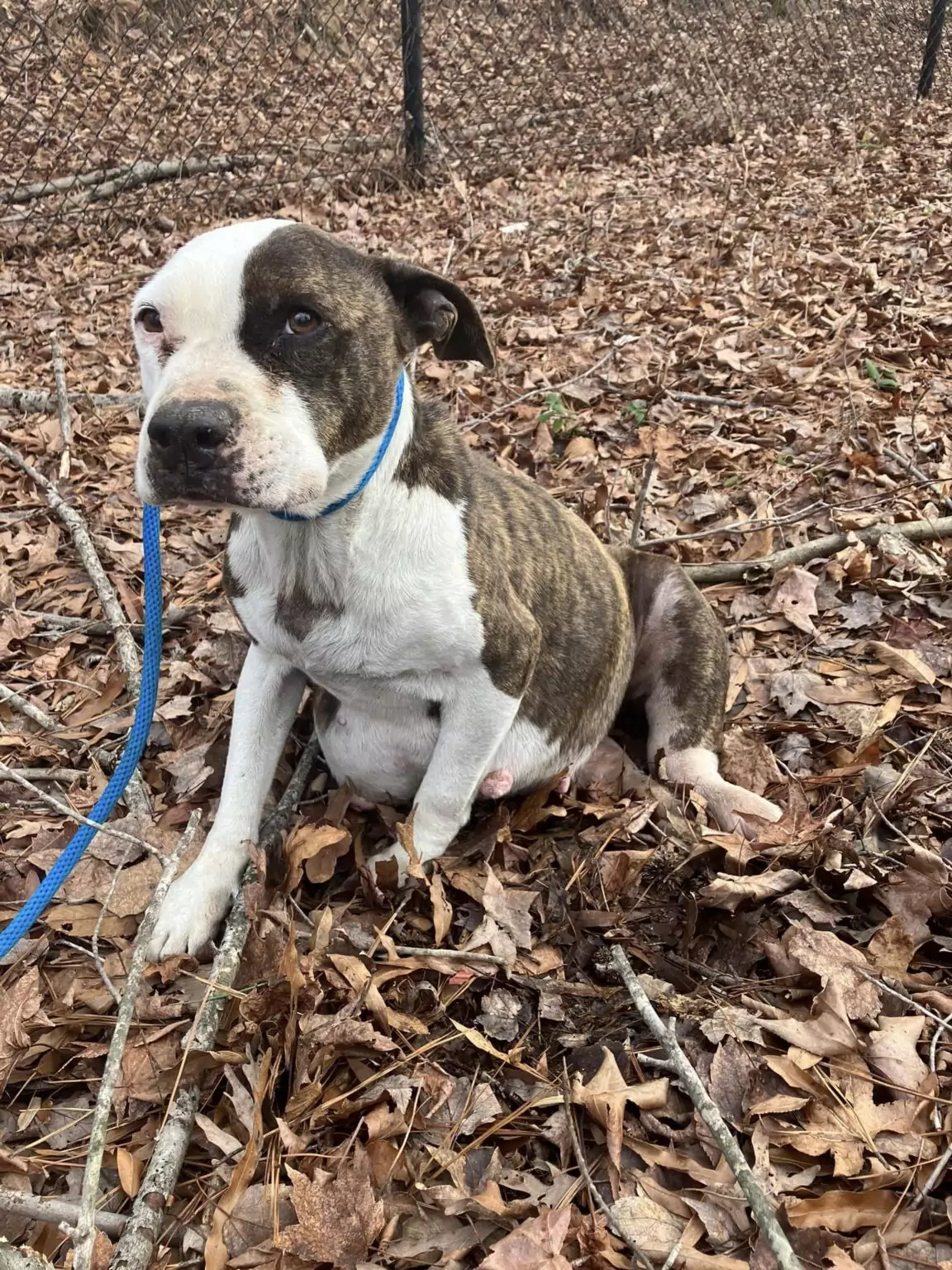 Un cane recuperato in condizioni disperate a Richmond è stato sottoposto a eutanasia: il centro sollecita indagini e responsabilità per l’abbandono.