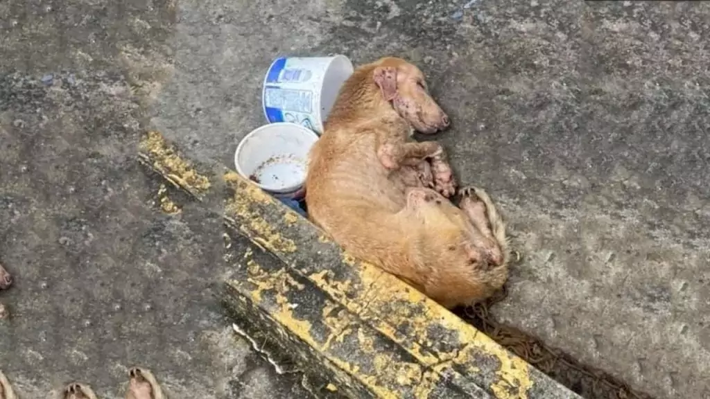 Solo e affamato, giaceva immobile in mezzo alla strada. Poi un uomo lo ha preso tra le braccia e gli ha ridato la vita.