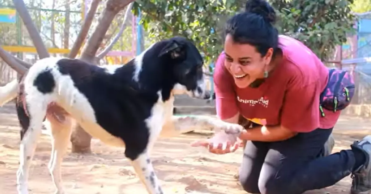 Ritrovato agonizzante lungo una strada in India, il cane Batani era destinato a morire. Grazie alle cure dei volontari, oggi cammina e gioca di nuovo.
