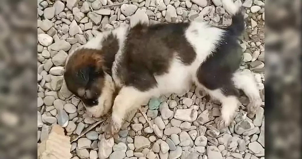 Gettata come un rifiuto, una cagnolina di pochi mesi piangeva dal dolore dopo essere stata scaraventata oltre un recinto. Salvata in extremis da due persone.