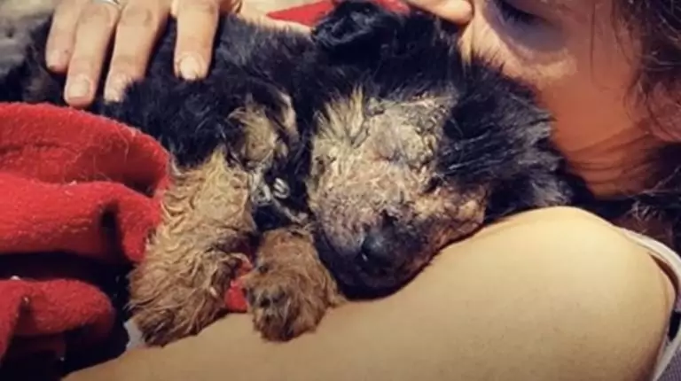Il piccolo randagio, trovato in condizioni disperate, è rinato grazie all’amore e alle cure di una donna che non ha voltato lo sguardo.