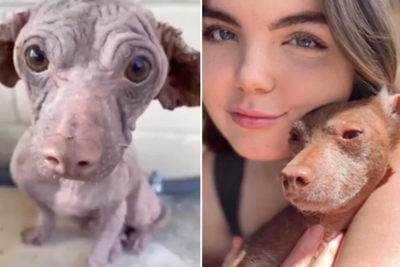 Abbandonato vicino a un autolavaggio di Dallas, il piccolo Dobby era malato e spaventato. Oggi, grazie a Brylee e ai volontari, ha una nuova vita piena d’amore.