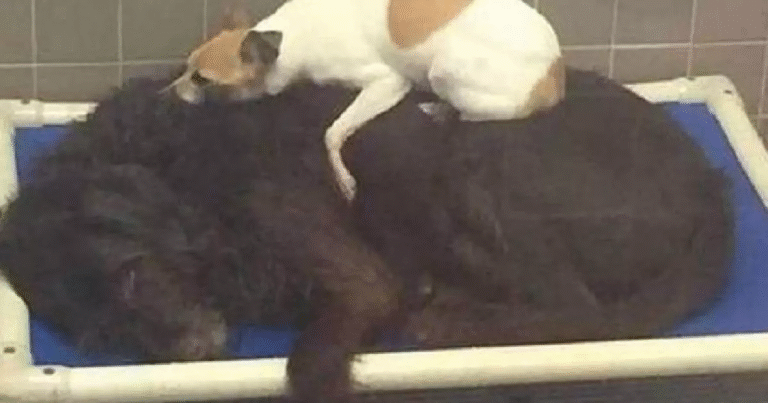 Dopo essere stati abbandonati, due cani inseparabili si sono aggrappati l’uno all’altro per non essere divisi. Ora vivono felici nella stessa casa.