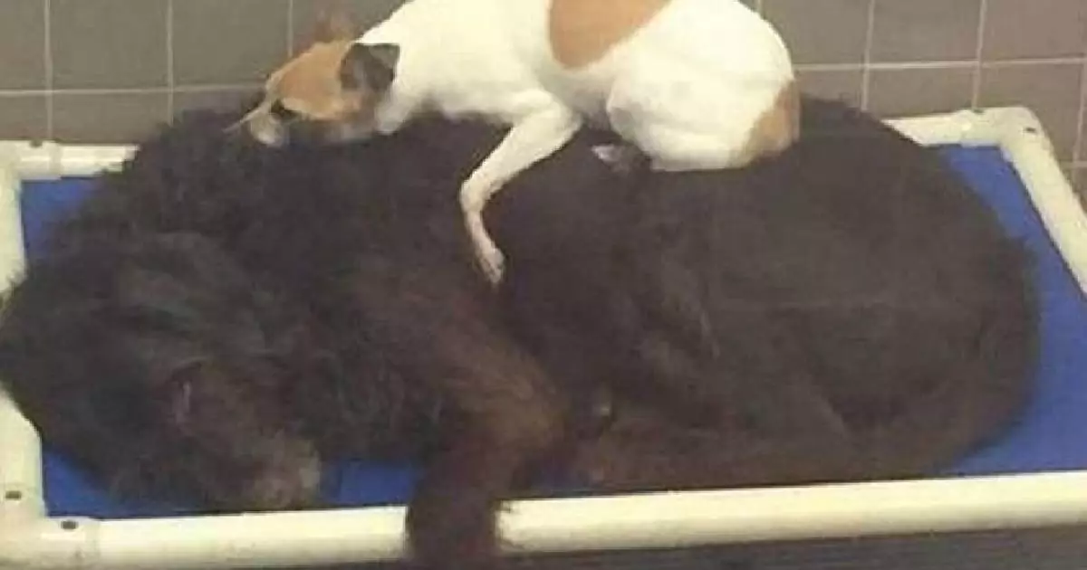 Dopo essere stati abbandonati, due cani inseparabili si sono aggrappati l’uno all’altro per non essere divisi. Ora vivono felici nella stessa casa.