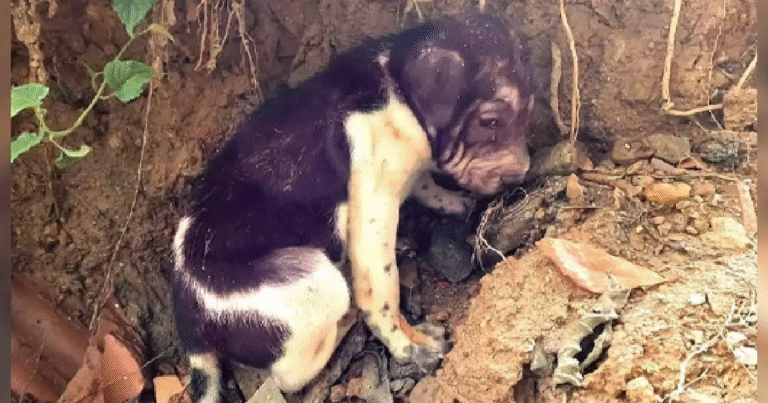 Un cucciolo solo e affamato sopravviveva in una casa abbandonata. I suoi lamenti hanno guidato un uomo dal cuore grande che gli ha ridato la vita.