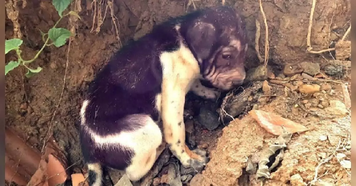 Un cucciolo solo e affamato sopravviveva in una casa abbandonata. I suoi lamenti hanno guidato un uomo dal cuore grande che gli ha ridato la vita.