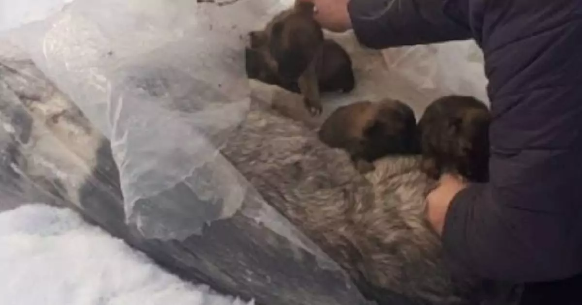 Con il freddo intenso dell’inverno, una cagnolina randagia ha rischiato la vita per tenere al caldo i suoi piccoli. Ora la famiglia è al sicuro grazie ai soccorritori.