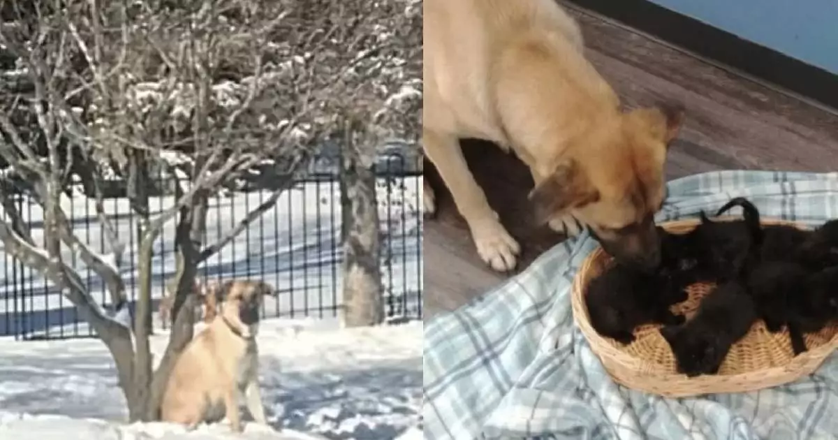 A Chatham, nell’Ontario, la randagia Serenity ha sfidato il freddo estremo per proteggere cinque gattini abbandonati, scaldandoli col suo corpo. Una storia che commuove il mondo.