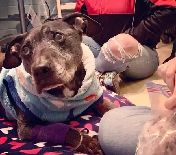 Da cucciolo costretto a vivere tra violenze e paura, Frodo ha conosciuto la libertà e l’amore grazie a una famiglia che lo ha coccolato fino all’ultimo giorno.