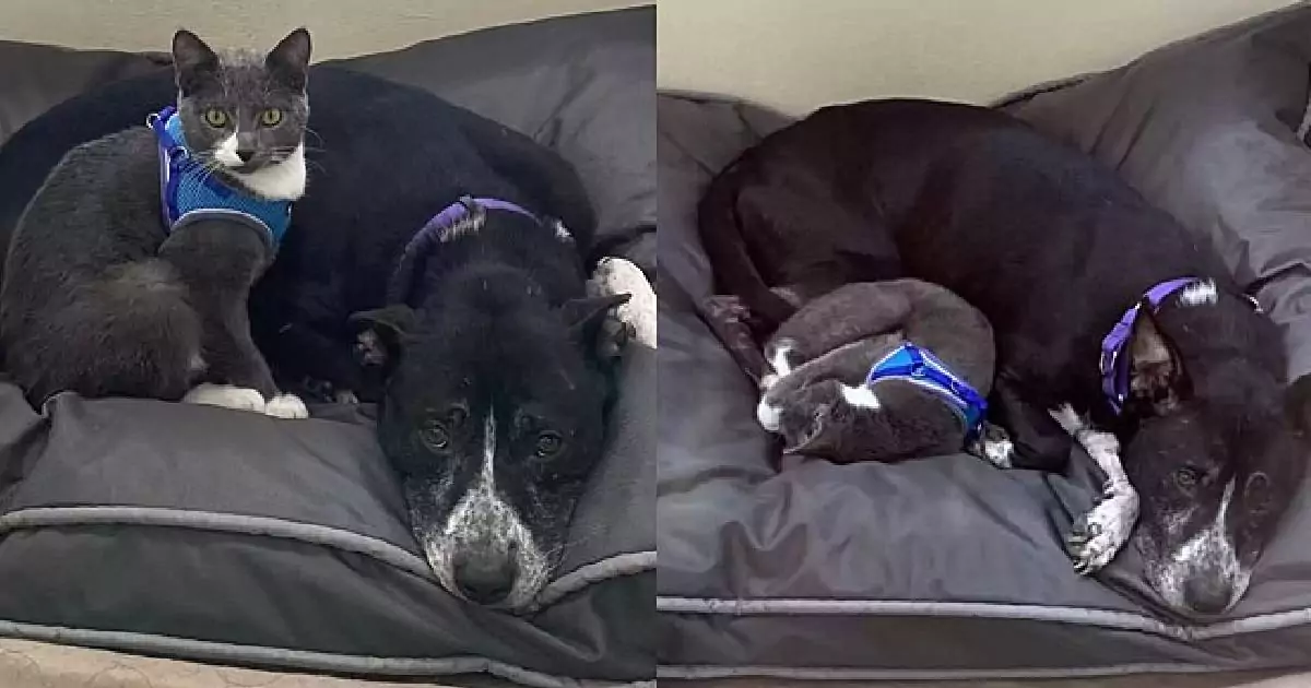 Trovati in un campo abbandonati e infreddoliti, una cagnolina e un gattino si sono salvati a vicenda grazie a un legame più forte della paura.