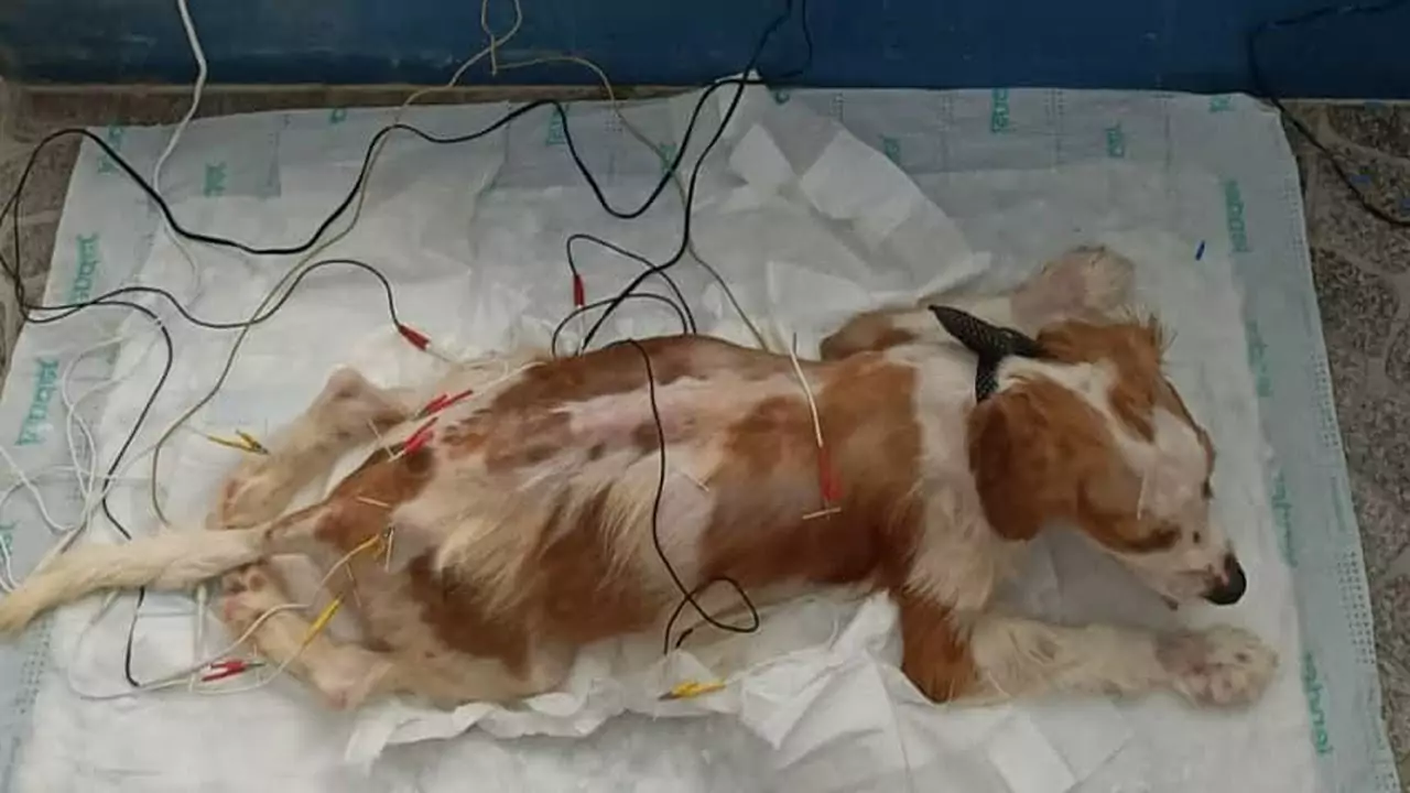 Ridotto pelle e ossa e malato di parvovirus, il piccolo Hazelnut è stato salvato da una veterinaria che non si è mai arresa: oggi ha ritrovato la forza di vivere.