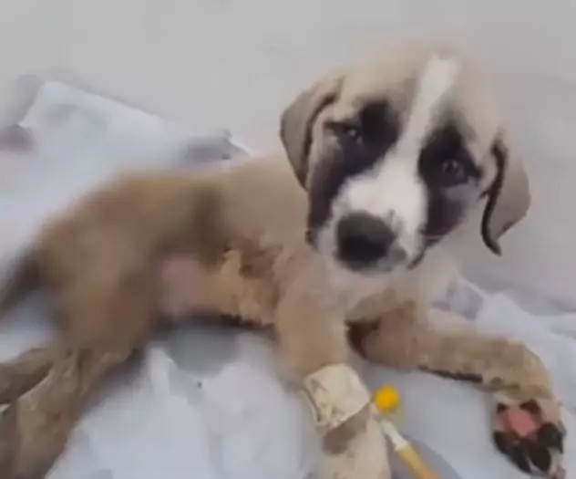 Lasciato sul ciglio della strada perché affetto da paralisi alle zampe posteriori, un cucciolo viene salvato da un gruppo di soccorritori che gli restituiscono la speranza di vivere.