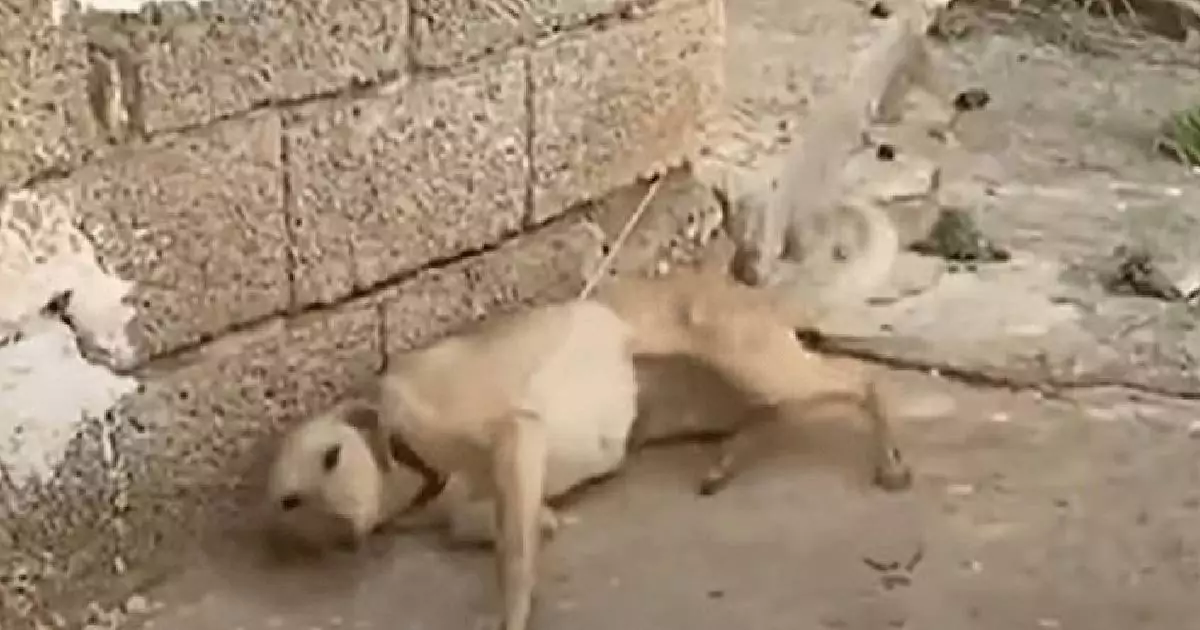 Un cane lasciato legato e senza cibo è stato salvato dai volontari del Takis Shelter in Grecia. Ora, guarito e felice, aspetta solo di essere adottato.