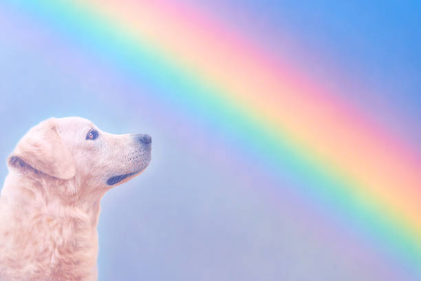 Un testo struggente racconta, con parole piene d’amore, la presenza invisibile ma eterna di un cane che veglia sul suo umano dopo la morte.