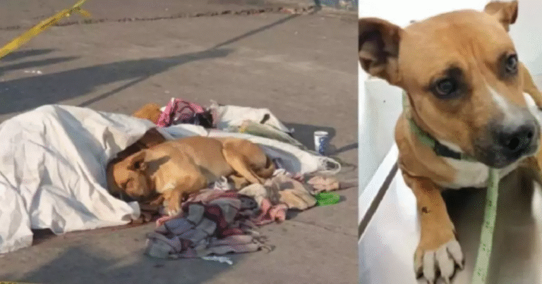 A Città del Messico, un cane resta accanto al suo padrone malato fino all’ultimo respiro. Ora, curato in un rifugio, attende una nuova famiglia.
