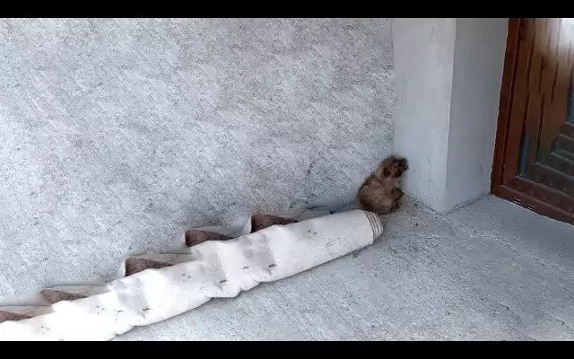 La storia di Merlyna, cucciola investita e abbandonata, che dopo tanto dolore ha ritrovato speranza e affetto grazie a un gesto di umanità.