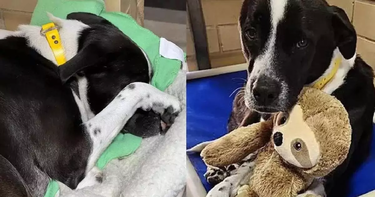 Salvata dalla strada e poi riportata al rifugio, Jane ha trovato conforto nel suo peluche finché l’amore non è arrivato anche per lei.