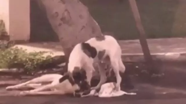 In Brasile un cane resta accanto al suo amico investito in mezzo alla strada, vegliandolo fino all’arrivo dei soccorsi. Una lezione di amore e fedeltà.