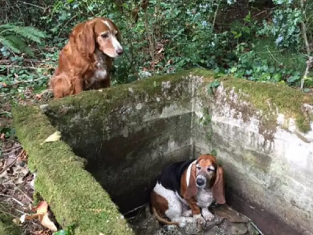 Sull’isola di Vashon, una cagnolina resta accanto al suo compagno Phoebe intrappolato per giorni. Un esempio straordinario di amore e lealtà.