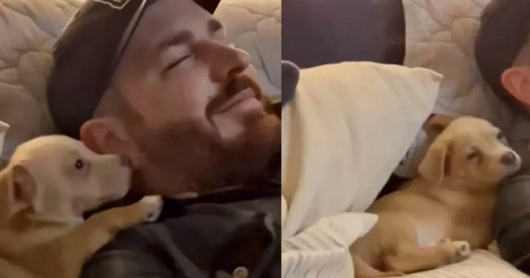 Appena arrivato nella sua nuova casa, un cucciolo ha trovato subito conforto nel suo nuovo umano: lo ha abbracciato e si è addormentato sereno sulla sua spalla.