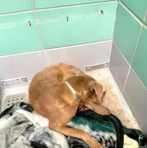 Trovata terrorizzata e malnutrita, Scarlett ha conosciuto la paura prima dell’amore. Oggi è salva, ma attende ancora qualcuno che le insegni a fidarsi.