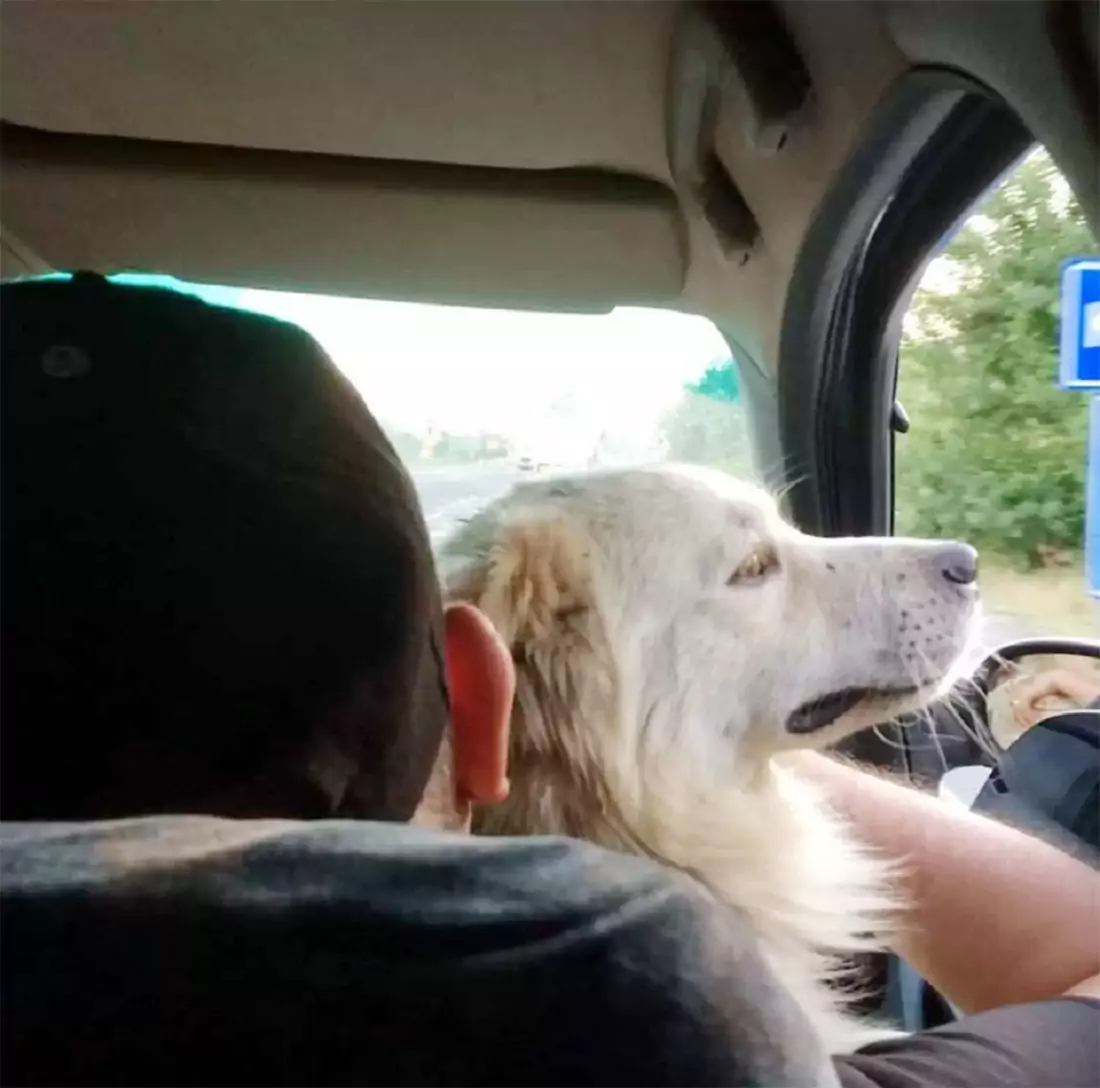 Disperso da giorni e creduto perduto, il cane Leo è stato ritrovato per caso a 100 km da casa. Il video del ricongiungimento ha emozionato il web.