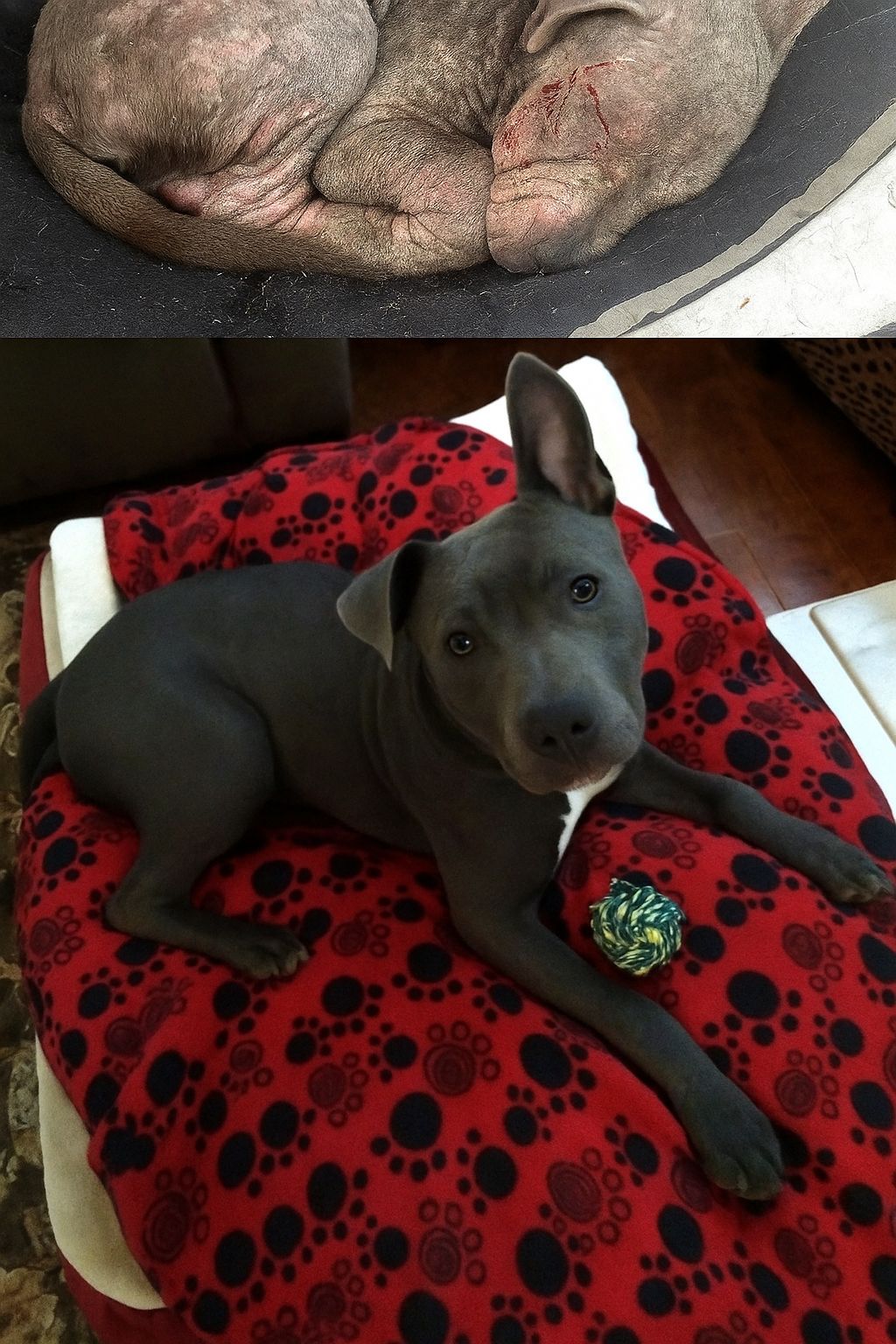 Considerato senza speranza, un animale gravemente ferito è tornato a vivere grazie a cure, pazienza e amore. Una storia di riscatto che emoziona.