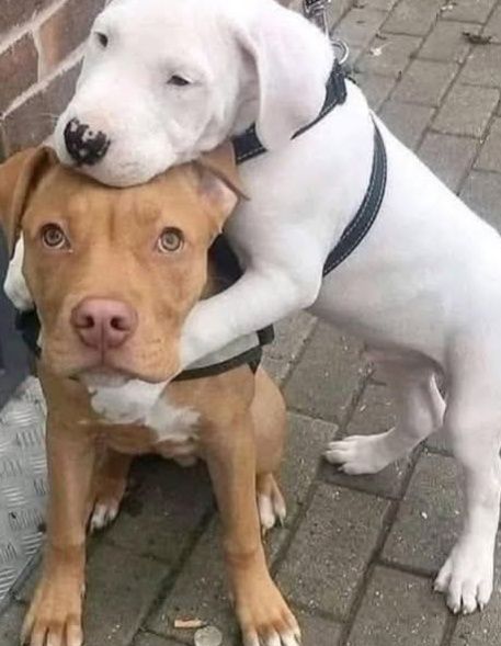 Abbandonati sul ciglio della strada, si stringono l’uno all’altro: la promessa silenziosa di due fratellini a quattro zampe