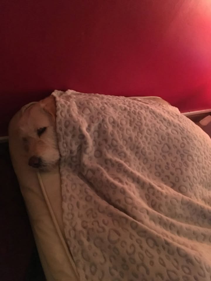 Un incontro casuale dopo la pioggia si trasforma in un legame indissolubile. Da cane abbandonato a “re del sole”: la storia che commuove.