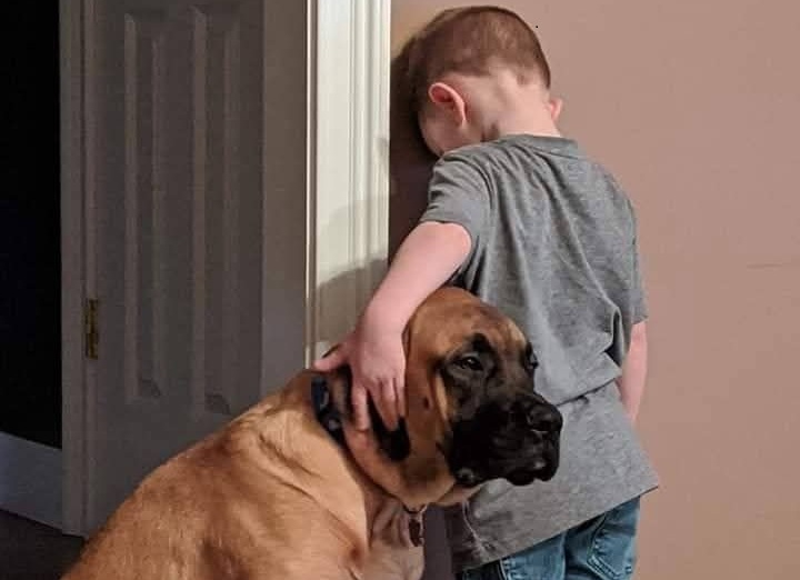 Una scena di straordinaria tenerezza mostra la fedeltà assoluta di un cane che consola il suo piccolo amico durante un momento difficile.