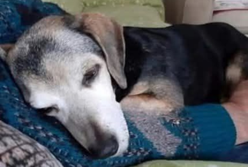 Una donna ha scelto di dare una seconda possibilità al cane più vecchio e rassegnato del rifugio: la sua storia commuove il web.