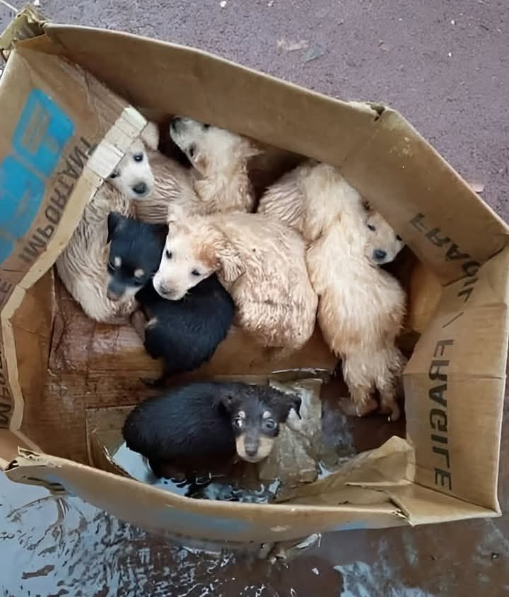 Scoperta straziante sotto un temporale: sette piccoli abbandonati in una scatola “fragile”. Ora sono al sicuro e in attesa di una nuova vita.