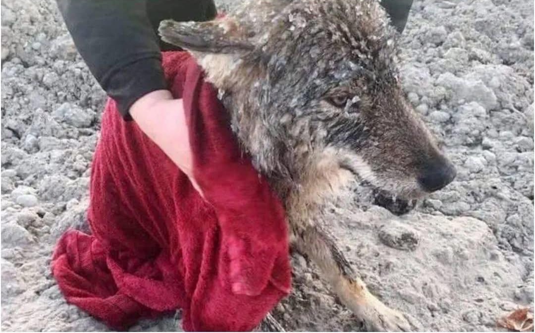 Tre operai impegnati in lavori vicino a un fiume ghiacciato hanno soccorso un animale creduto un cane, scoprendo solo dopo le cure veterinarie che si trattava di un lupo.