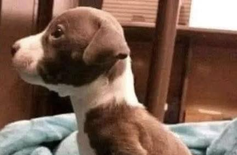 Un bambino ha chiesto di adottare il cucciolo più debole di una cucciolata, riconoscendo in lui la stessa difficoltà che affronta ogni giorno.