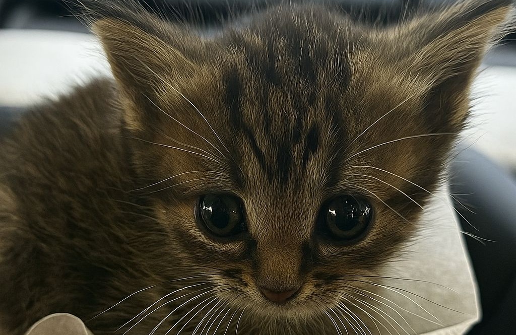 Una gattina scoperta tremante sotto un’auto in un parcheggio finalmente trova sicurezza, un nome e una casa che le ha permesso di ritrovare fiducia.