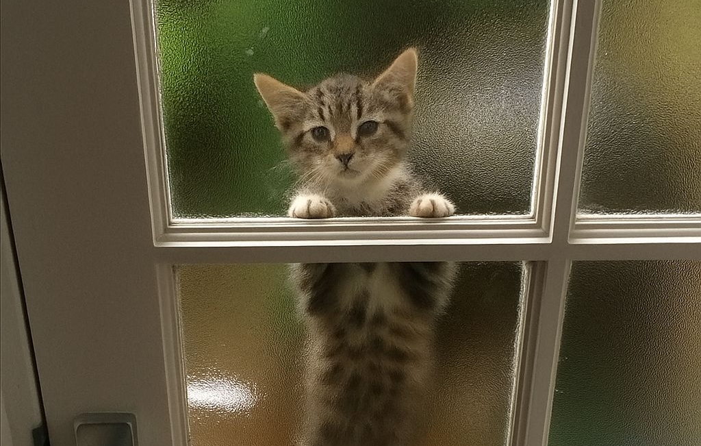 Un gattino randagio si presenta due volte nello stesso cortile e la sua insistenza trasforma un incontro casuale in un legame pronto a diventare famiglia.
